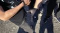 Оперативники Отдела полиции №3 УМВД России по г. Владикавказу задержали местного жителя при попытке сбыть сверток с марихуаной зависимому лицу