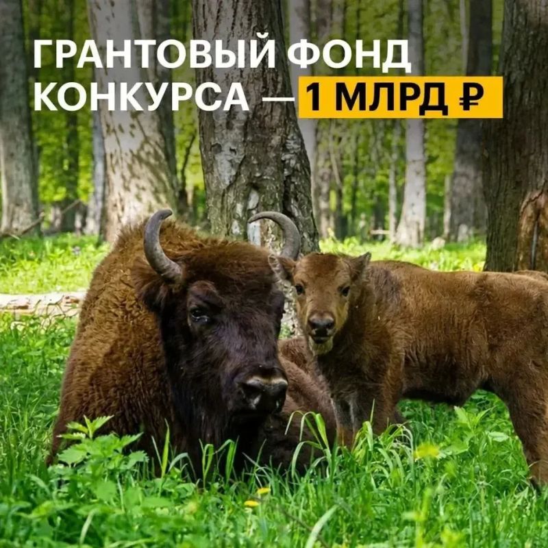 Стартовал конкурс экологических проектов президентского фонда природы с грантовым фондом 1 млрд рублей Стартовал конкурс экологических проектов президентского фонда природы с грантовым фондом 1 млрд рублей