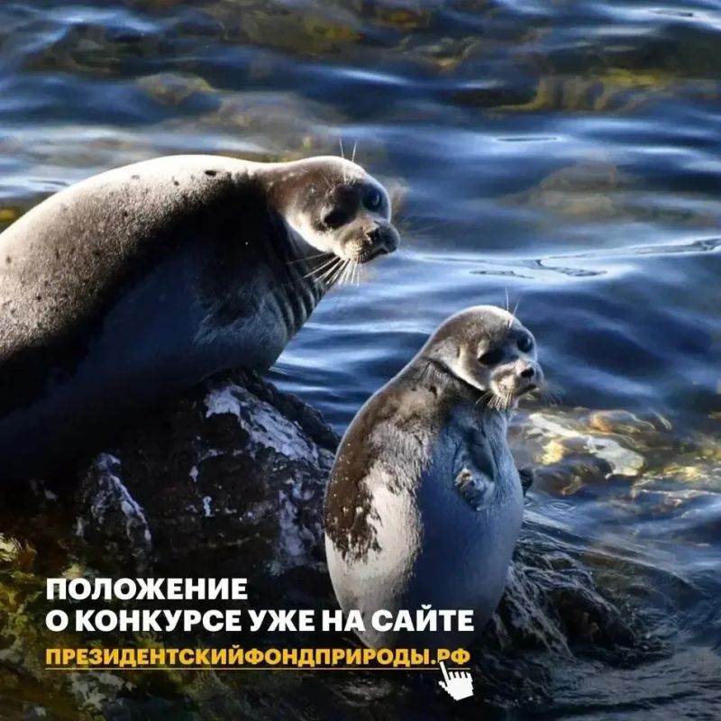 Стартовал конкурс экологических проектов президентского фонда природы с грантовым фондом 1 млрд рублей Стартовал конкурс экологических проектов президентского фонда природы с грантовым фондом 1 млрд рублей
