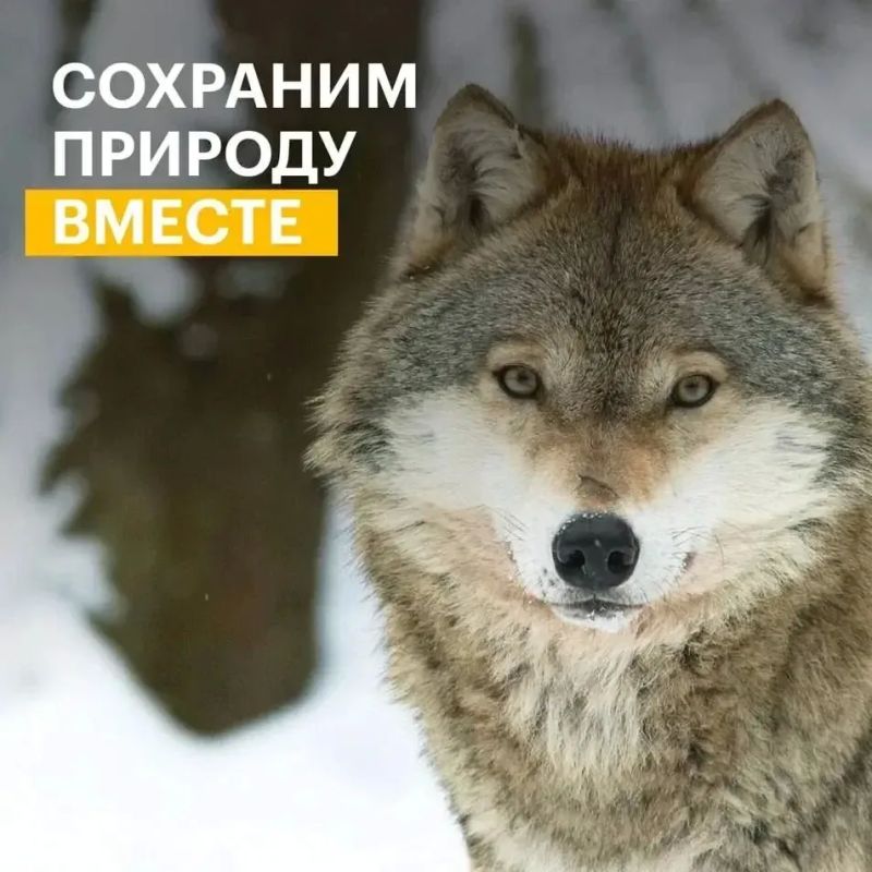 Стартовал конкурс экологических проектов президентского фонда природы с грантовым фондом 1 млрд рублей Стартовал конкурс экологических проектов президентского фонда природы с грантовым фондом 1 млрд рублей