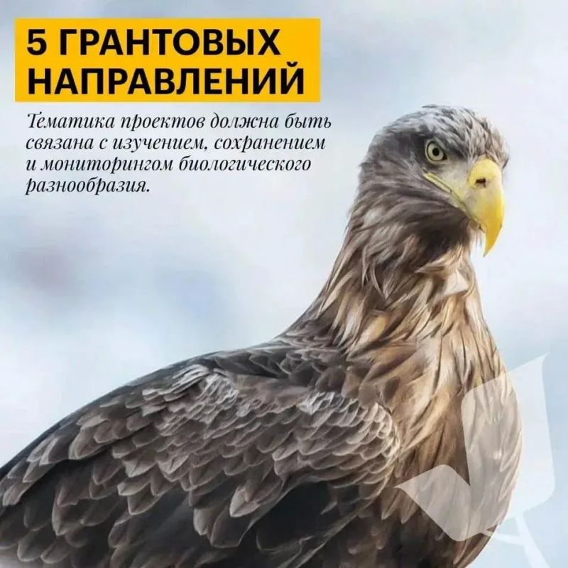 Стартовал конкурс экологических проектов президентского фонда природы с грантовым фондом 1 млрд рублей Стартовал конкурс экологических проектов президентского фонда природы с грантовым фондом 1 млрд рублей