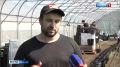 В селекционном центре Горского ГАУ несколько лет занимаются созданием новых сортов картофеля