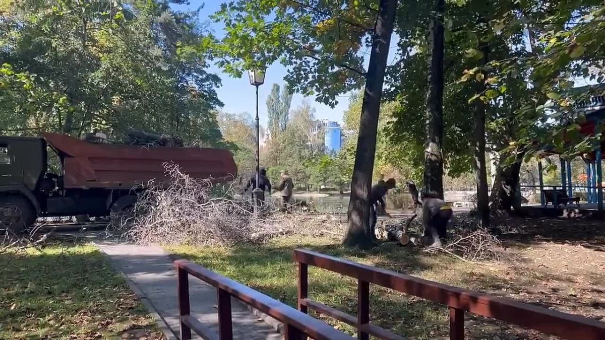 На месте упавшей в Центральном парке берёзы посадят новое дерево