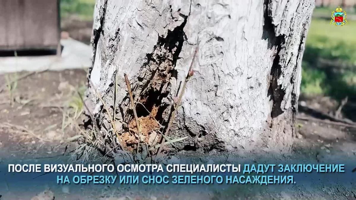 Во Владикавказе в ноябре приступят к сезонной плановой обрезке деревьев