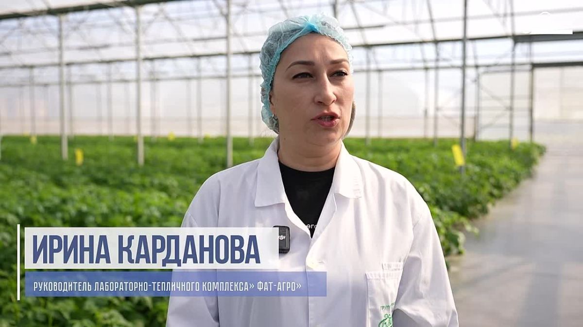 Контроль качества семенного картофеля