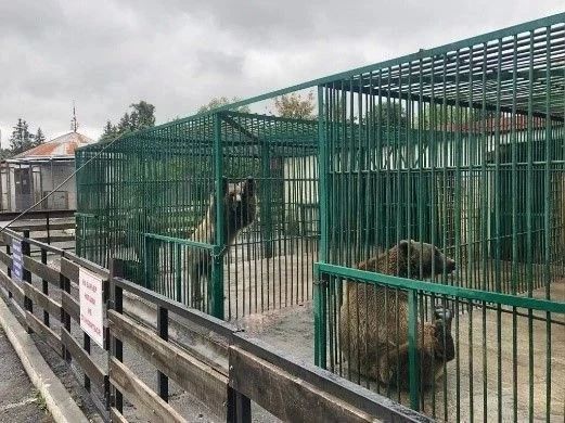 Нарушения условий содержания диких животных во владикавказском зоопарке выявила совместная проверка Россельхознадзора и прокуратуры Нарушения условий содержания диких животных во владикавказском зоопарке выявила совместная проверка Россельхознадзора и прокуратуры