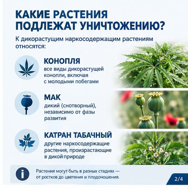 Информируем, что землепользователей и земледельцев за неприятие мер по уничтожению дикорастущих наркосодержащих растений в случаях их обнаружения на территории принадлежащих им сельскохозяйственных угодий будут привлекать... Информируем, что землепользователей и земледельцев за неприятие мер по уничтожению дикорастущих наркосодержащих растений в случаях их обнаружения на территории принадлежащих им сельскохозяйственных угодий будут привлекать...