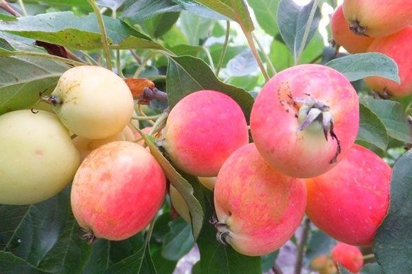 Яблоки-ранетки: маленькие, но удивительные плоды