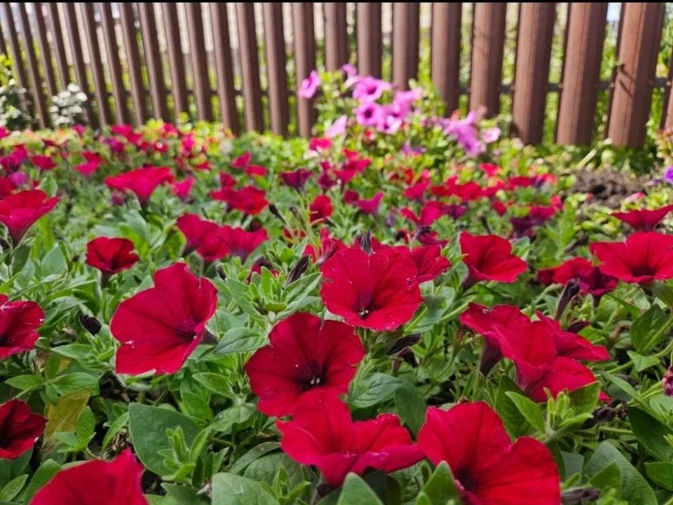 Секреты пышного цветения петуний: от стрижки до удобрений