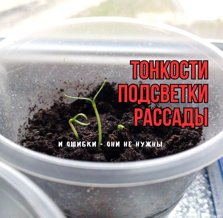 Жизненно важные советы для успешной подсветки рассады: избегаем распространенных ошибок