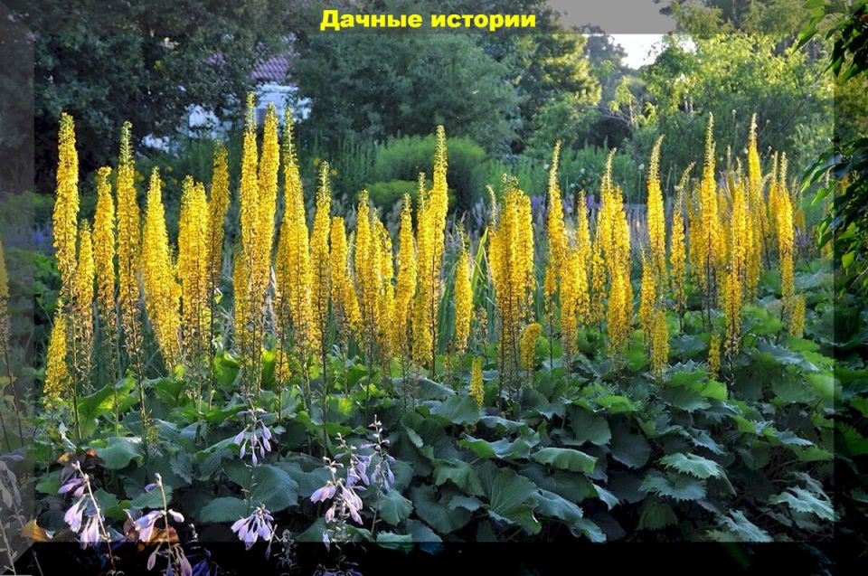 Солнечные акценты для вашего сада: 9 великолепных желтых многолетников