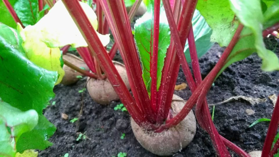 Как добиться сладкой свеклы: секреты подкормки для лучшего урожая