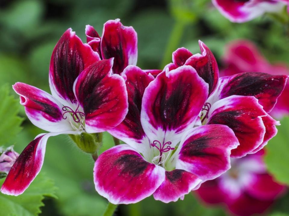 Как быстро добиться прорастания пеларгонии: лучшие советы для цветолюбов