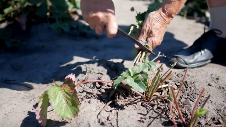 Эффективные секреты обрезки клубники: как улучшить урожайность