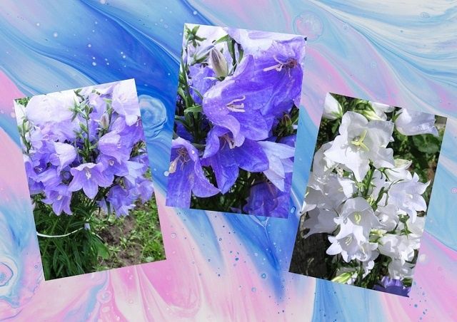 Как колокольчик персиколистный превращает сад в искусство