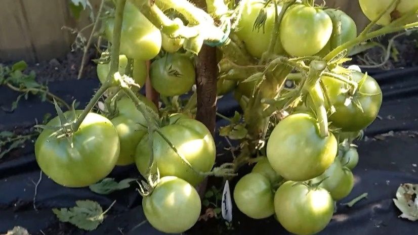 Как собрать урожай томатов даже в холодный октябрь: 5 самых устойчивых сортов