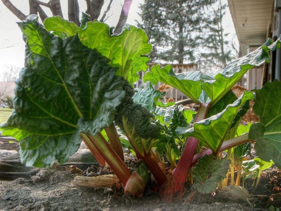 Ревень: секреты ухода и невероятные кулинарные возможности растения