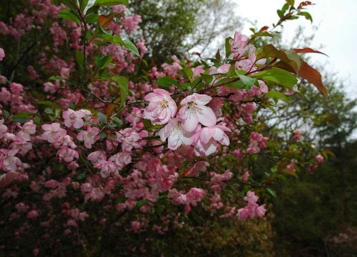 Забудьте о Японии: томичи восхищаются цветением редкой яблони на главной площади