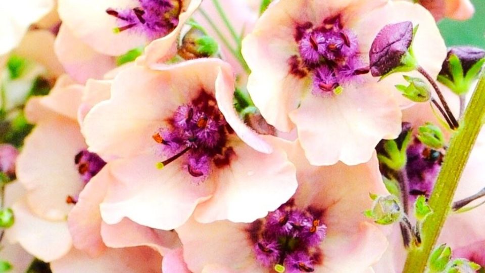 Летние цветы для ленивых садоводов: как вырастить вербаскум и скабиозу