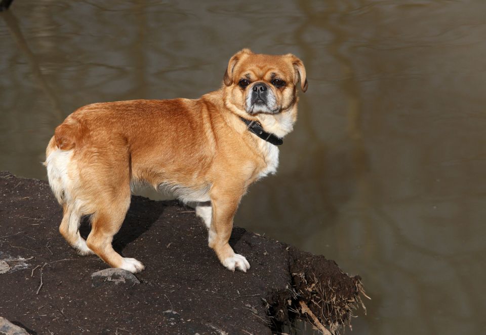 Новые правила выгула собак в Санкт-Петербурге: что ждет владельцев в 2025 году?