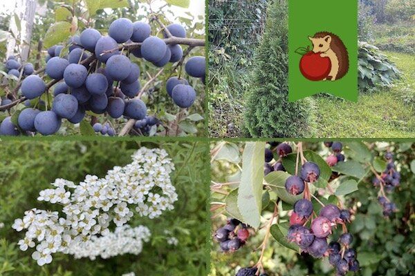 Как справиться с высокими грунтовыми водами: эффективные водохлебы для вашего сада