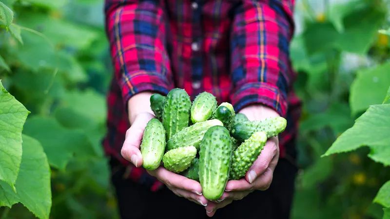 Как быстро сделать домашнее удобрение для огурцов и вырастить урожай мечты