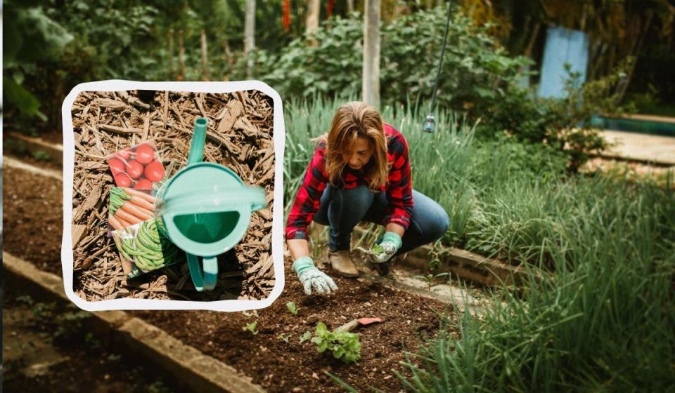 Когда и что сажать в мае 2025 года