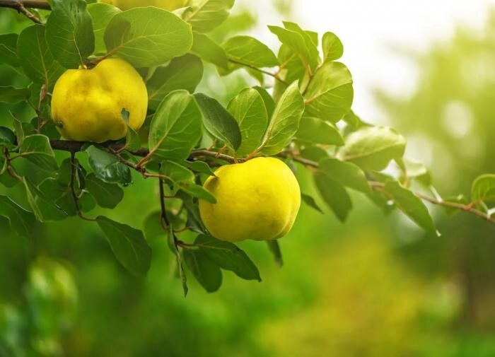 Айва: секреты успешного выращивания в вашем саду