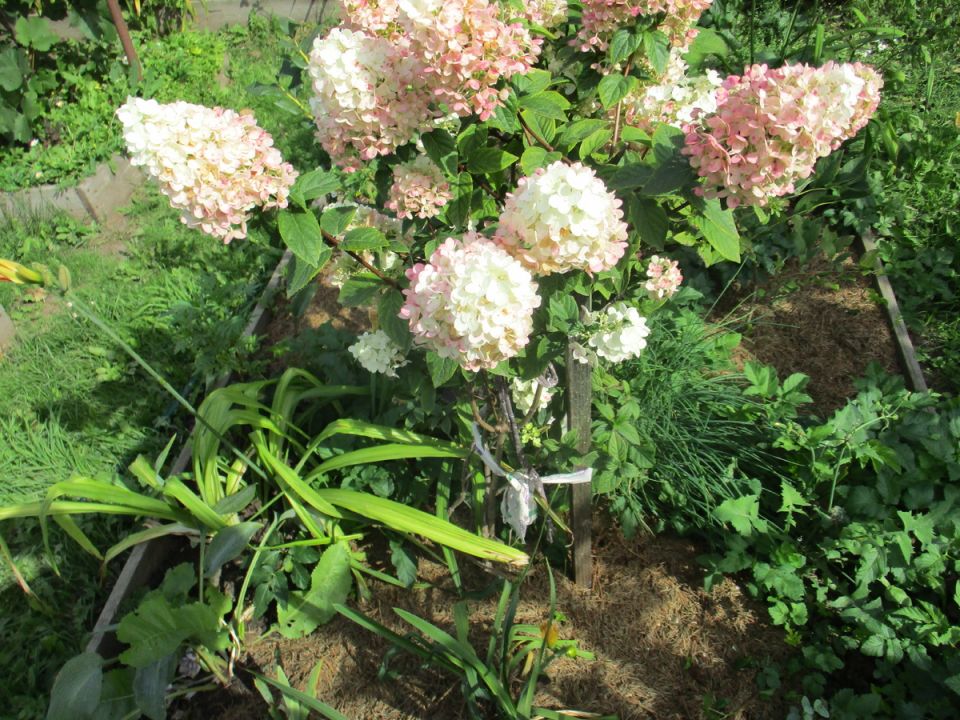 Лапник: универсальное зимнее средство для сада и огорода