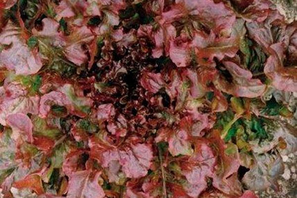 Салат Рубин: декоративный и полезный урожай на вашем столе