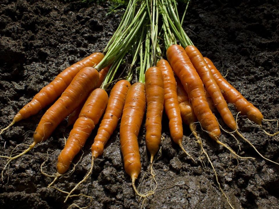 Неожиданный супергерой в вашем саду: как нашатырный спирт спасает морковь от вредителей