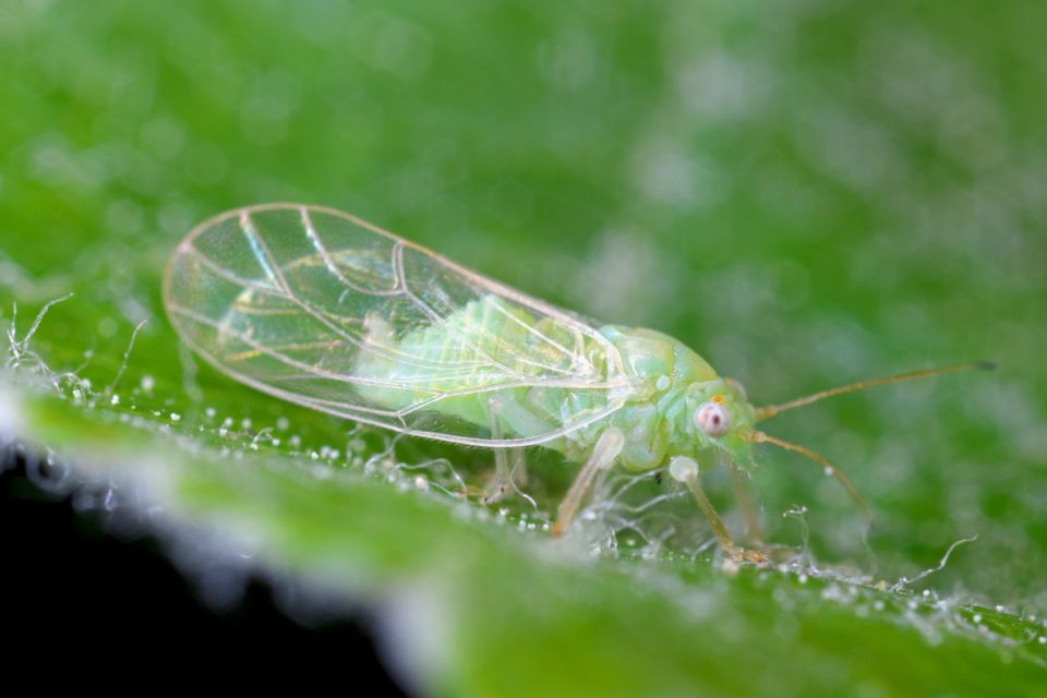 ��� ���������� � �������� �������� ��������: ������ ���������