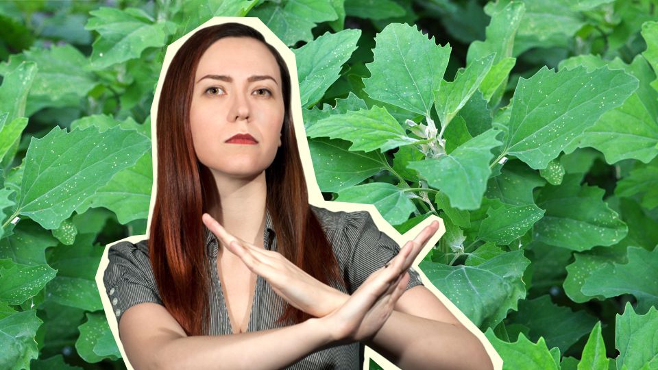 Лебеда иссохнет до корней по всему участку: нужно лишь положить на нее вот что