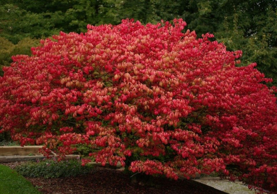 Бересклет: уникальный кустарник для вашего сада