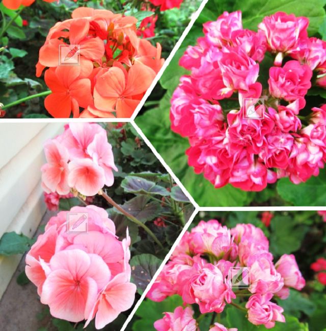 Как осенью ухаживать за пеларгонией: секреты успешного роста