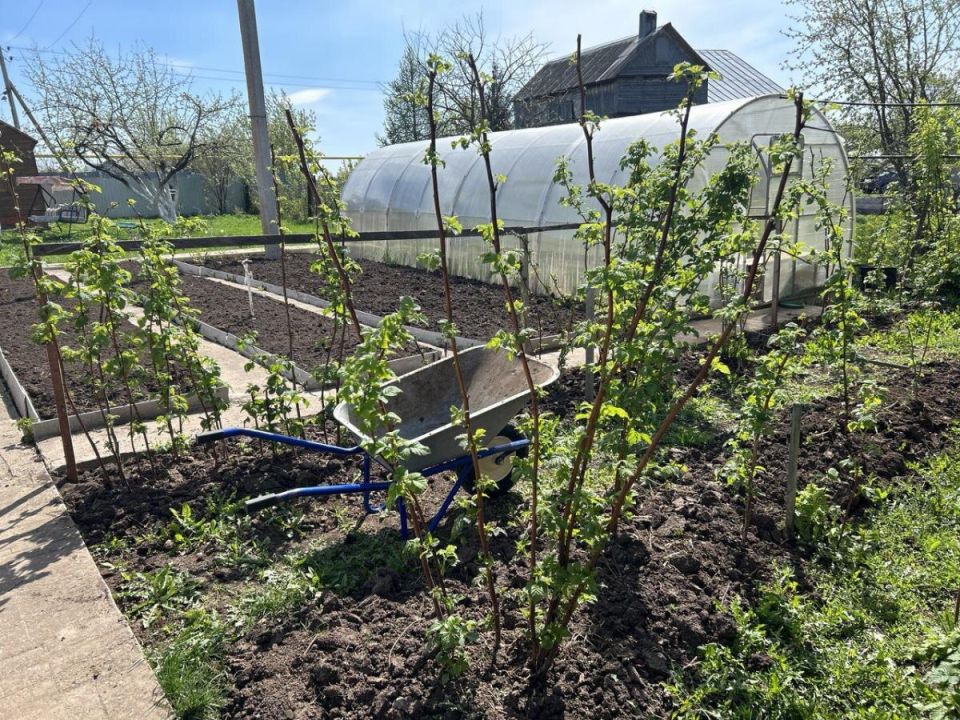 ������ ���������� �����������: 5 ����� � ��������� ������