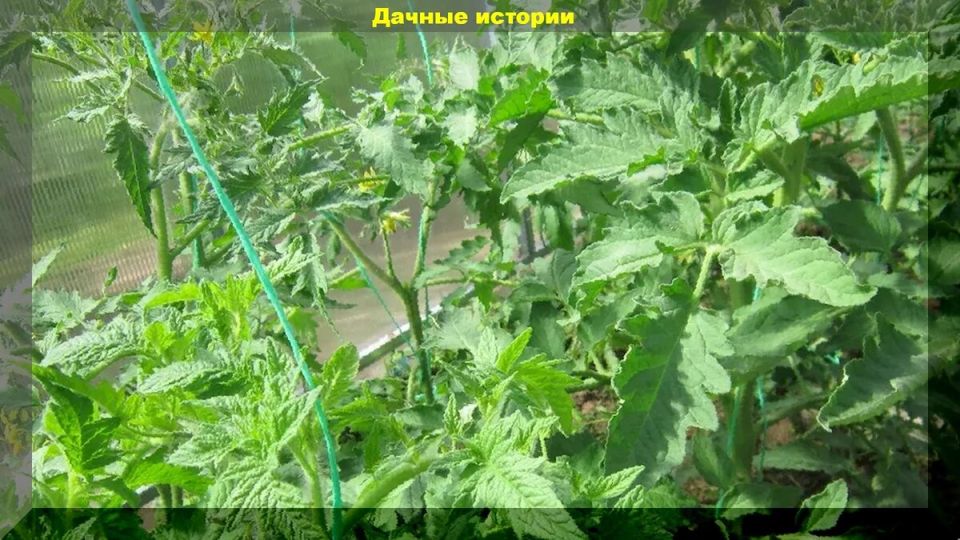 ��� ������ ������ �� ���������: ��� ������� ������ ��� ���������