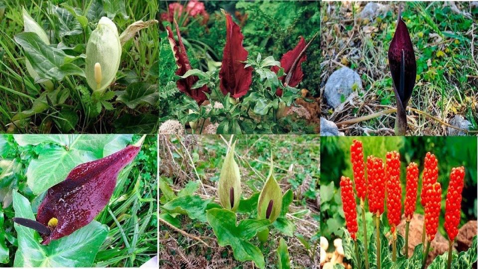 ׸���� �������: ���������� ��������, ������� ������� ��� ���