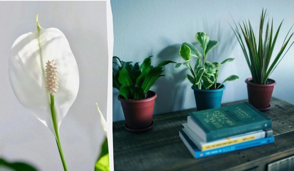 ��� �������� �������� ������������ �����: ������ ���������