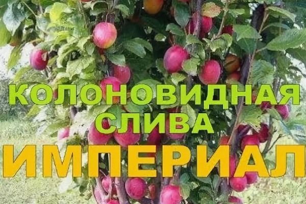 Слива Империал: Как Компактное Дерево Меняет Подход К Садоводству