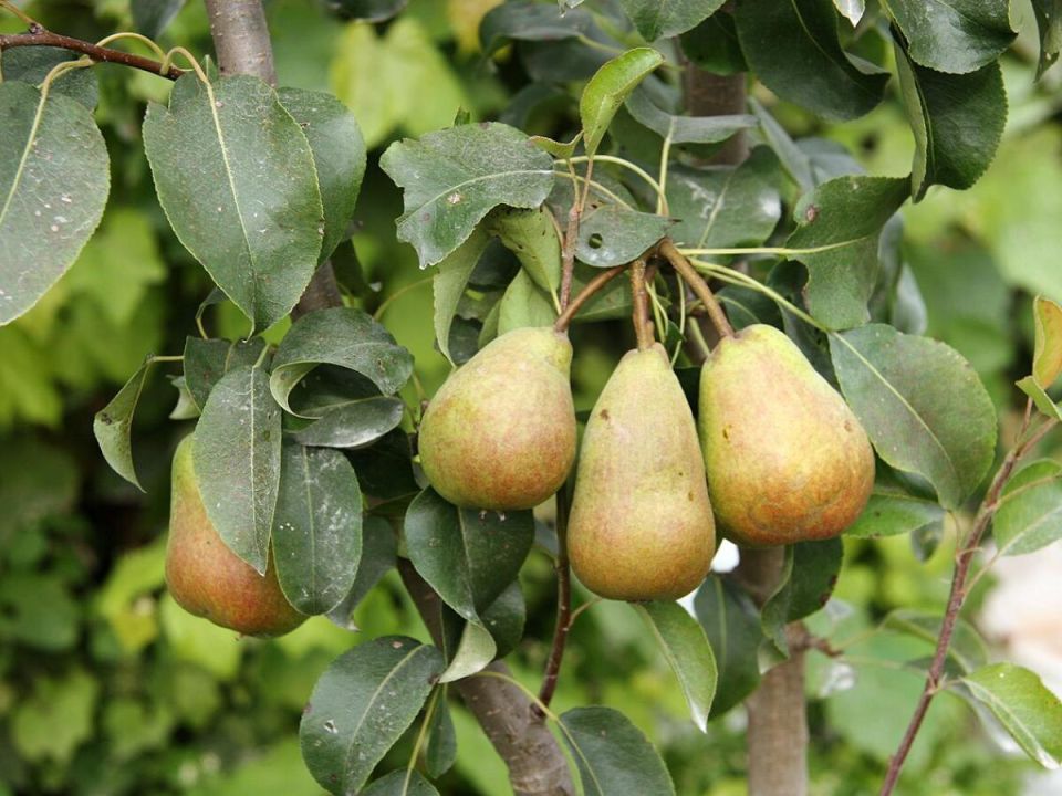 ������� ��������� ����� �� �������: ��� �������� �������� ������