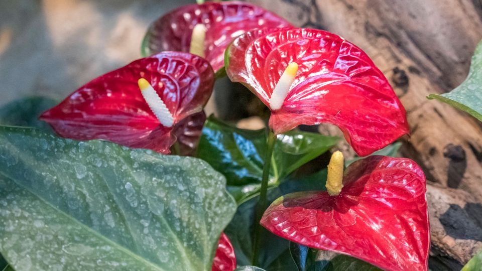 �������� � ����� ���������� ������ ���� �������: ���� �� � ��������