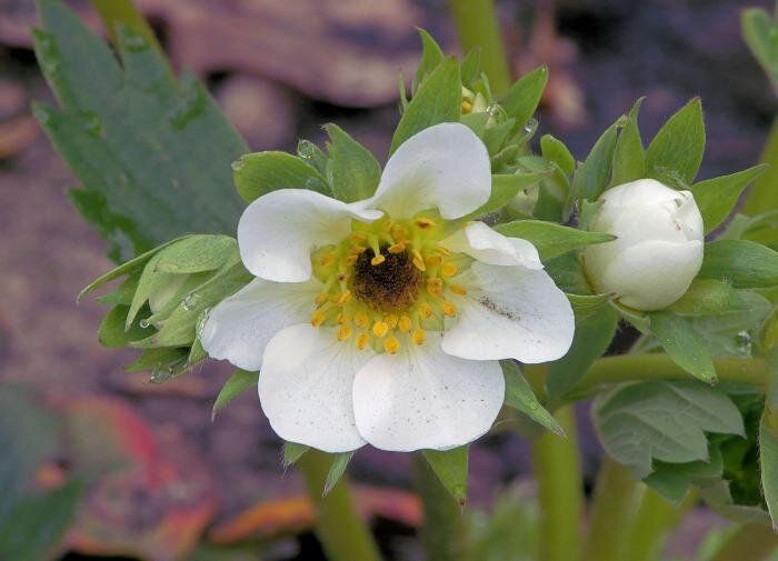 ��� ���������� �������� ������������ ���� � �����������