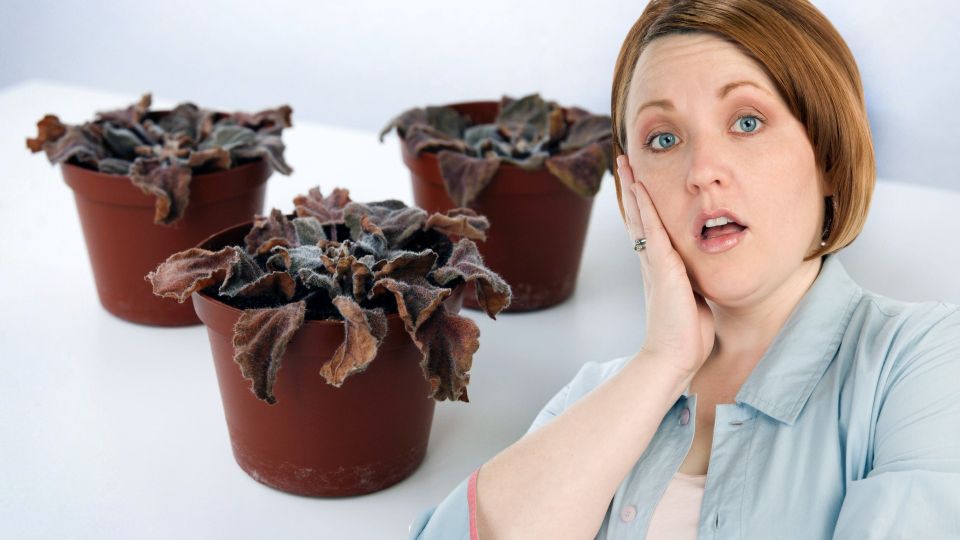 ������� ����� ��������: ��� �������� ������ ����� ������ �������