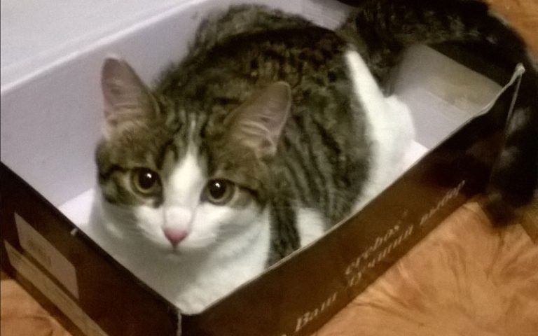 � ������ ������ ����� ������������� �������� ��������