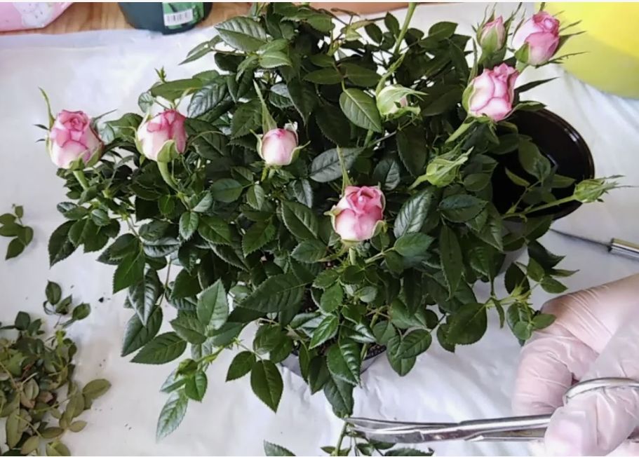 ������ � ��������� ����� �����: ������� � ���������� ����