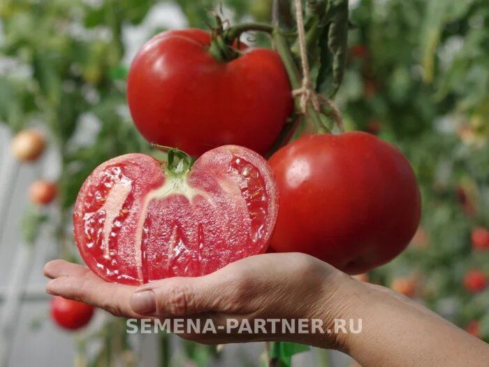 Томат фаворит 17/1: как вырастить вкусный и урожайный сорт в теплице