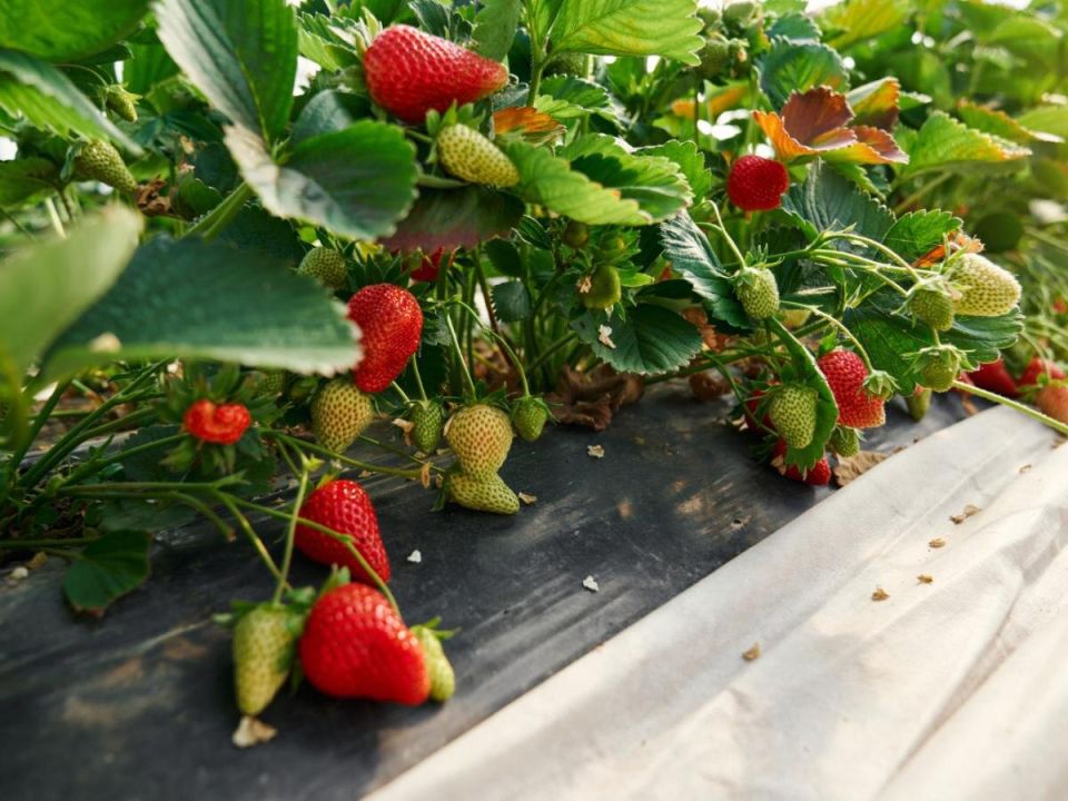 ��� ������ �� ������ �������� �������� �� �������