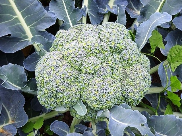 ��� �������� ��������� ������ ��������: ������� �������