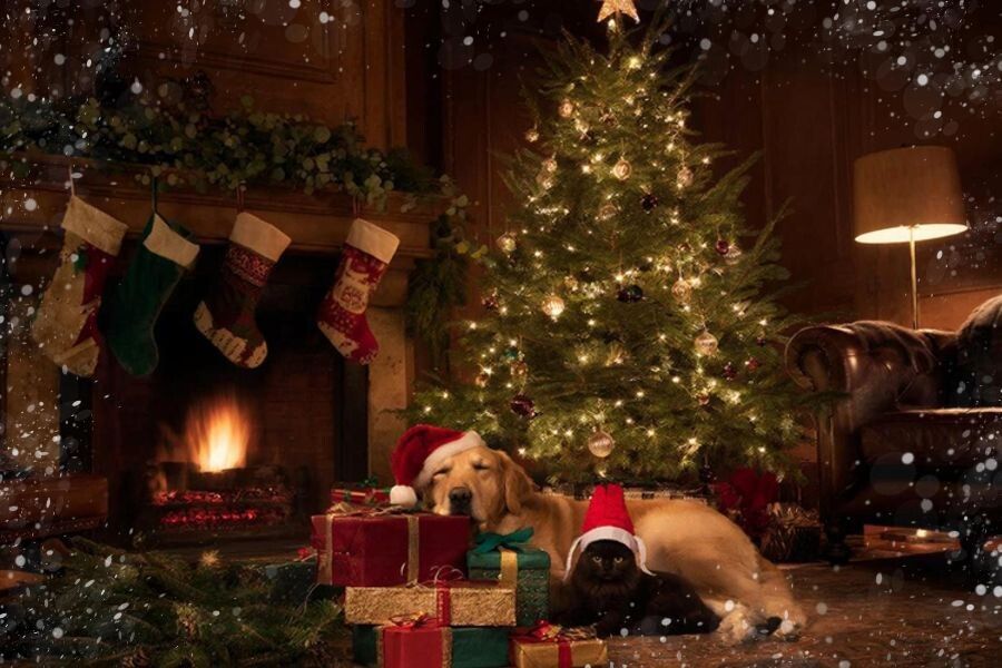 Как сохранить ёлку ароматной и устойчивой дольше праздничных дней